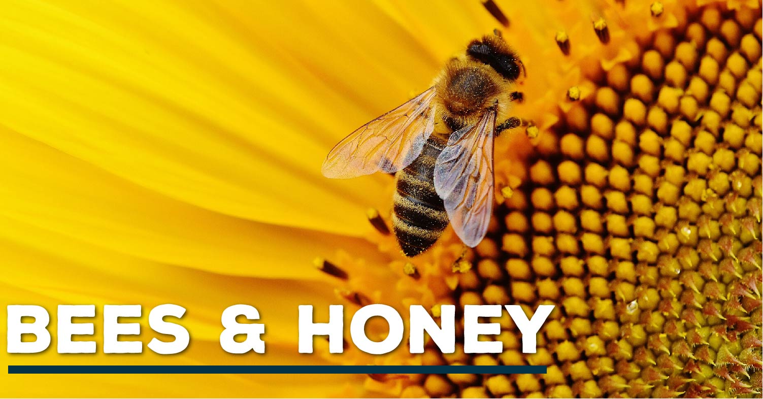 AgExplorer Bees Honey Header.jpg